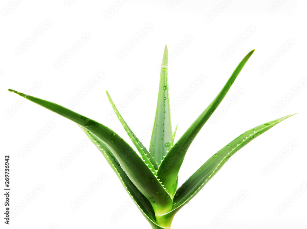 Fototapeta premium Aloe Vera On White Background