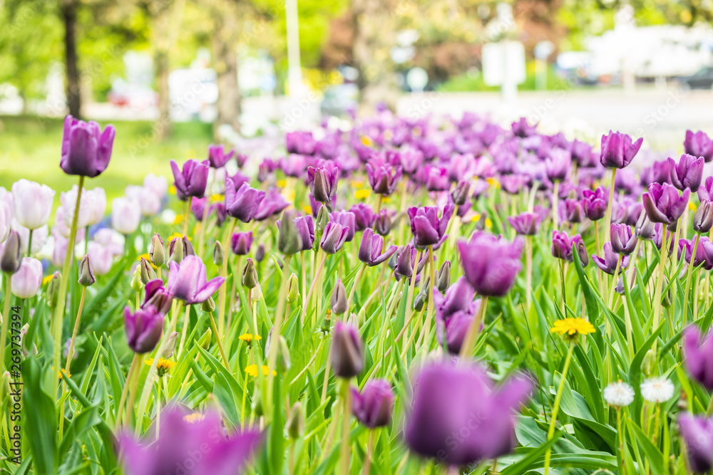 Violet tulip flowers on flowerbed in city park