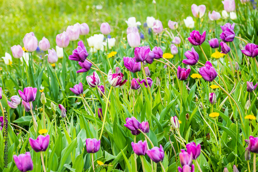 Violet tulip flowers on flowerbed in city park Violet tulip flowers on flowerbed in city park