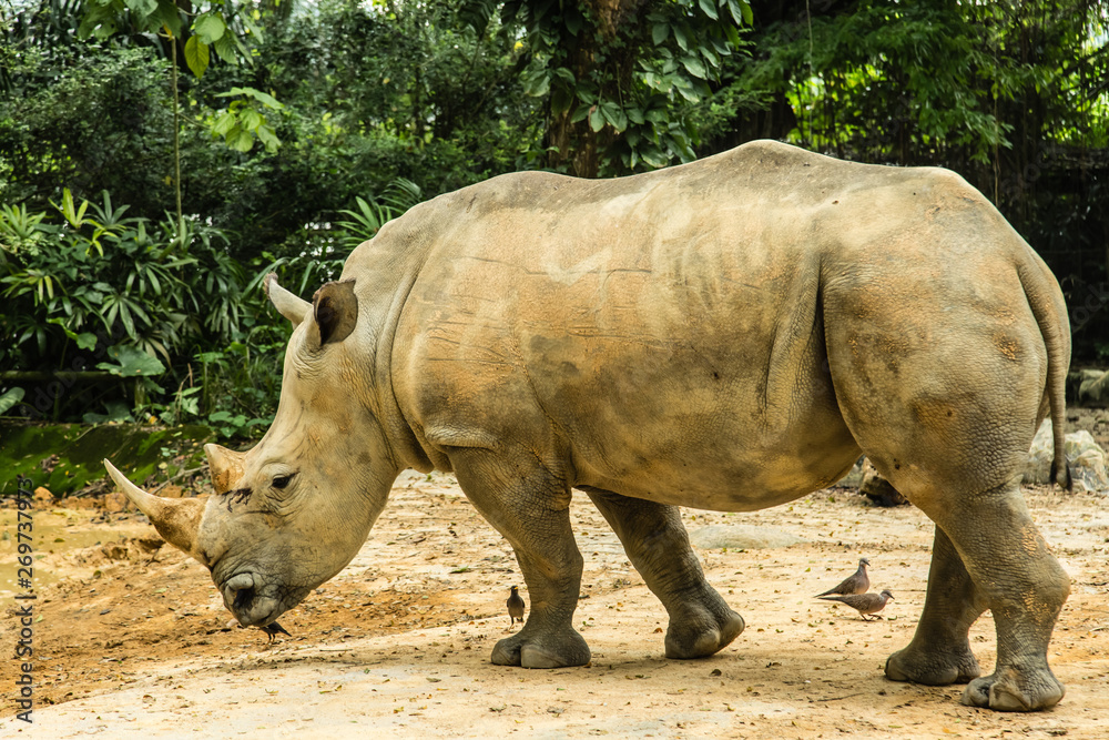 big white rhinoceros is walking in wild big white rhinoceros is walking in wild
