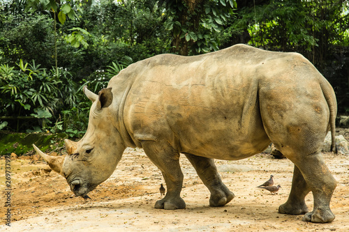 big white rhinoceros is walking in wild © dongli