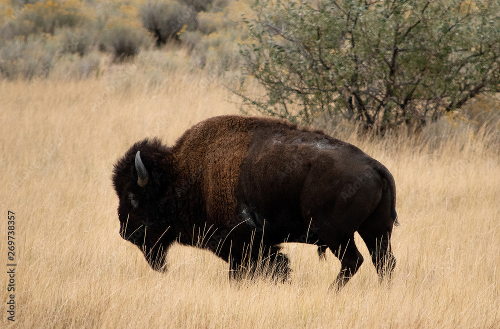 American bison on the Open Range (Bison bison), Antelope Island State Park, Utah, October 6, 2018