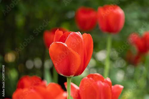 Red tulip flower on flowerbed in city park