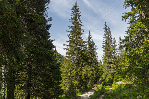 Summer Landscape from trail for Malyovitsa peak  Rila Mountain  Bulgaria