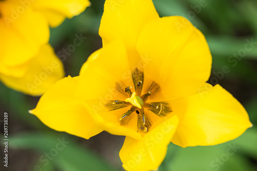 Yellow tulip flowers on flowerbed in city park