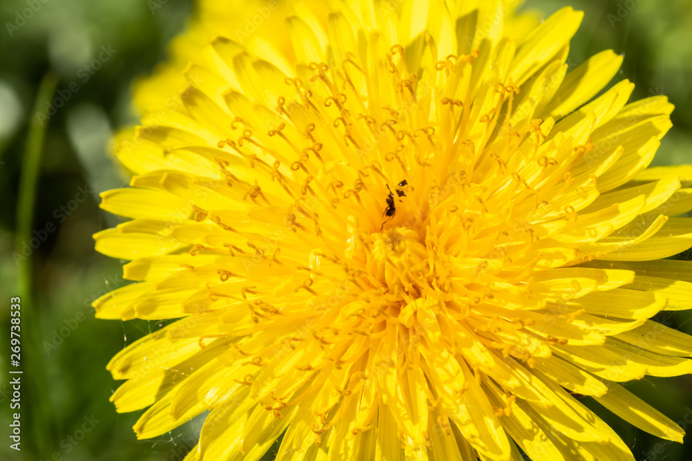 Top view of yellow dandelion flower at spring Top view of yellow dandelion flower at spring
