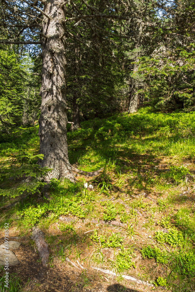 Summer Landscape from trail for Malyovitsa peak, Rila Mountain, Bulgaria Summer Landscape from trail for Malyovitsa peak, Rila Mountain, Bulgaria