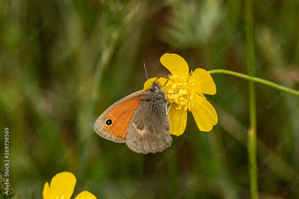 Obraz premium Nature