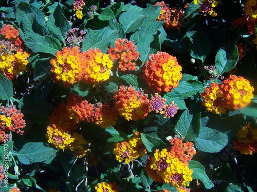 cama de flores