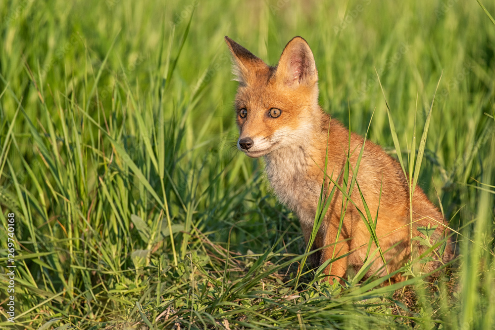 Fototapeta premium Young red Fox in grass near his hole