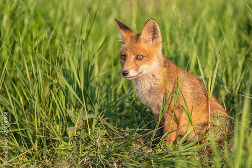 Young red Fox in grass near his hole