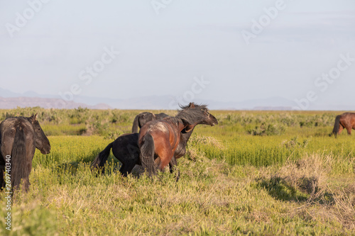 Wild Horse Stallions Fighting in the Utah Desert in Spring