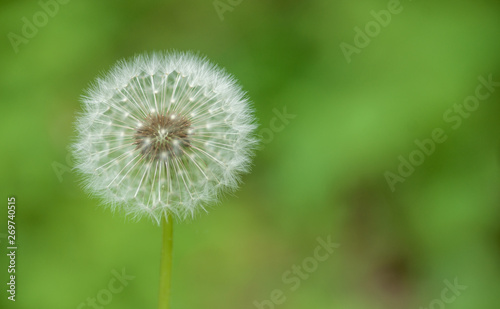 Pusteblume - Dandelion Seedpod