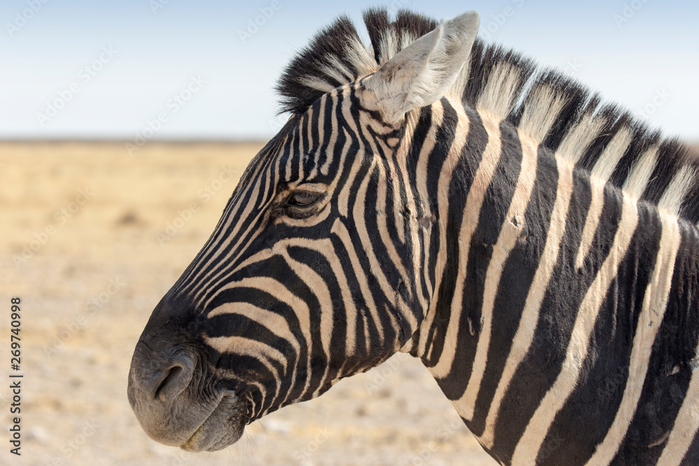 Zebra standing in the savannah in Namibia Zebra standing in the savannah in Namibia