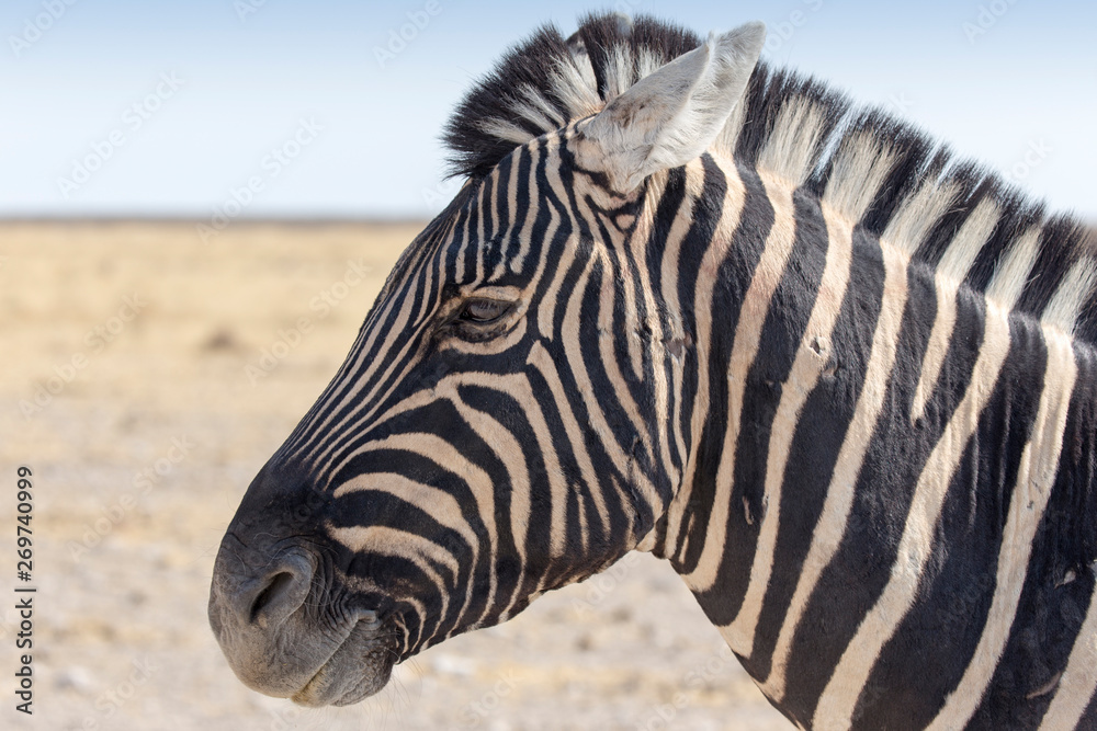 Zebra standing in the savannah in Namibia Zebra standing in the savannah in Namibia