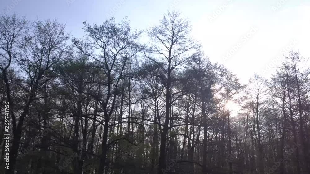 Sun Shining Sunbeams Through Branches And Leaves Of Trees Sun Shining Sunbeams Through Branches And Leaves Of Trees