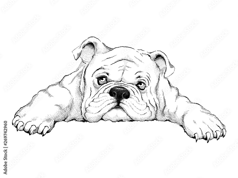 Download English Bulldog Baby RoyaltyFree Vector Graphic  Pixabay