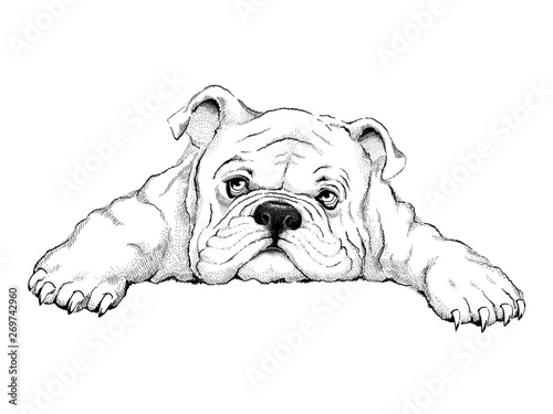 cute bulldog sketch