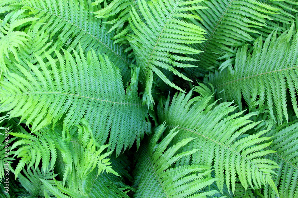  Beautiful background of natural fern leaves. Like a jungle. Green fresh fern.