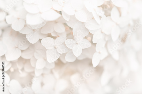 Tableau sur toile Background small white flowers hydrangea, texture