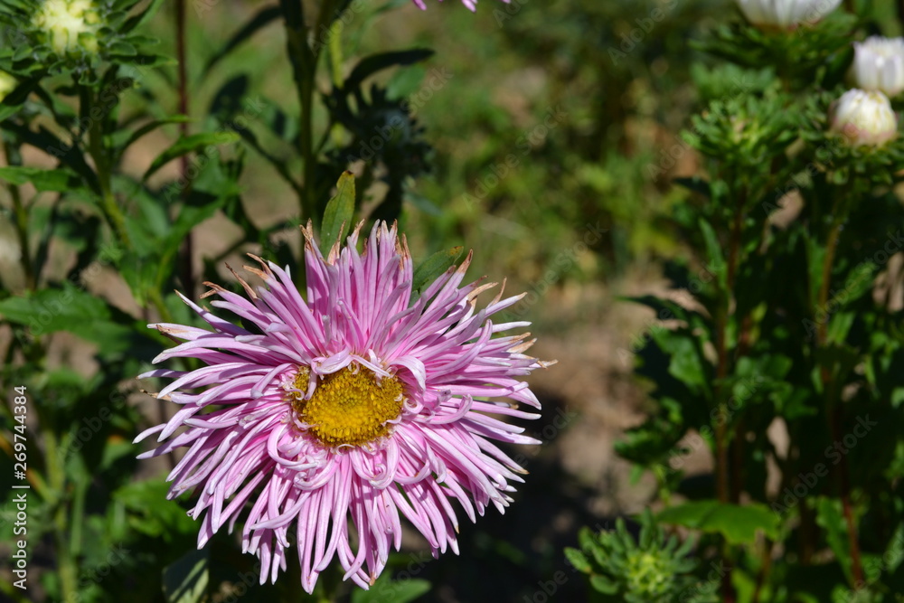 Fototapeta premium aster, flower, nature, flowers, plant, garden, purple, pink, summer, flora, green, petal, bloom, beauty, blossom, spring, macro, violet, yellow, floral, beautiful, white, wild