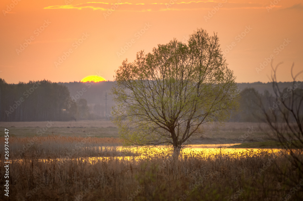 panorama of evening landscape with a tree near the river, Russia, Ural, may