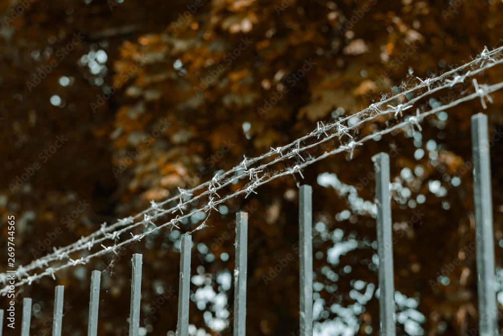 Barbed wire on a background of yellow autumn trees. The concept of protecting a prison or other restricted area Barbed wire on a background of yellow autumn trees. The concept of protecting a prison or other restricted area