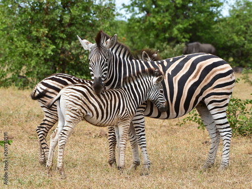 Photography cute young zebra with its mum in South Africa landscape