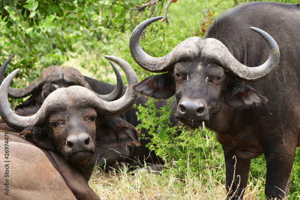buffaloes looking into camera,African landscape, buffaloes looking into camera,African landscape,