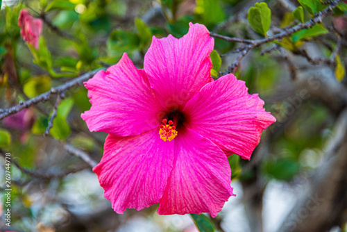 Fototapeta Naklejka Na Ścianę i Meble -  red hibiscus flower in the garden