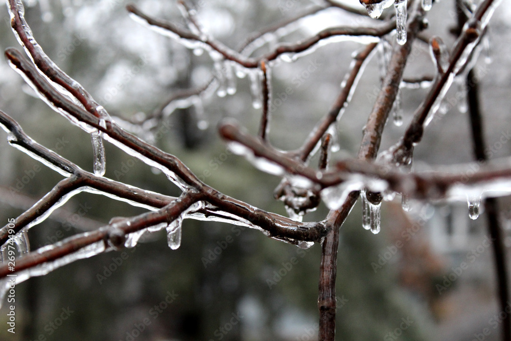 Close up of a frozen twig in ice Close up of a frozen twig in ice