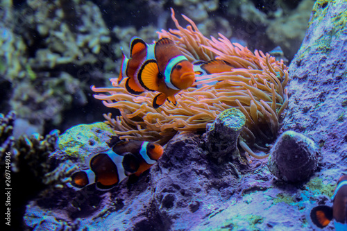 Photo of two clown fish in a reef