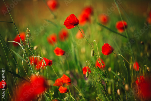 picturesque scene. close up fresh, red flowers poppy on the green field, in the sunlight. majestic rural landscape. poppy field.