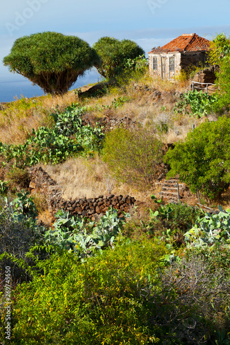 Paisaje rural con dragos centenarios. Pueblo Santo Domingo de Garafía. Isla La Palma. Pronvincia Santa Cruz. Islas Canarias. España