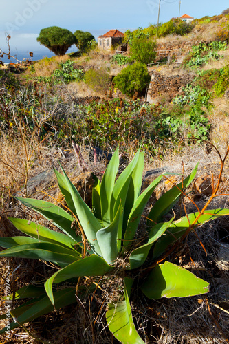 Paisaje rural con dragos centenarios. Pueblo Santo Domingo de Garafía. Isla La Palma. Pronvincia Santa Cruz. Islas Canarias. España