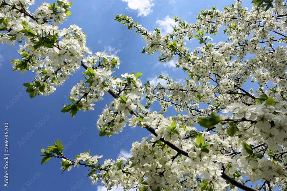 Flowers of the cherry blossoms on a spring day Flowers of the cherry blossoms on a spring day