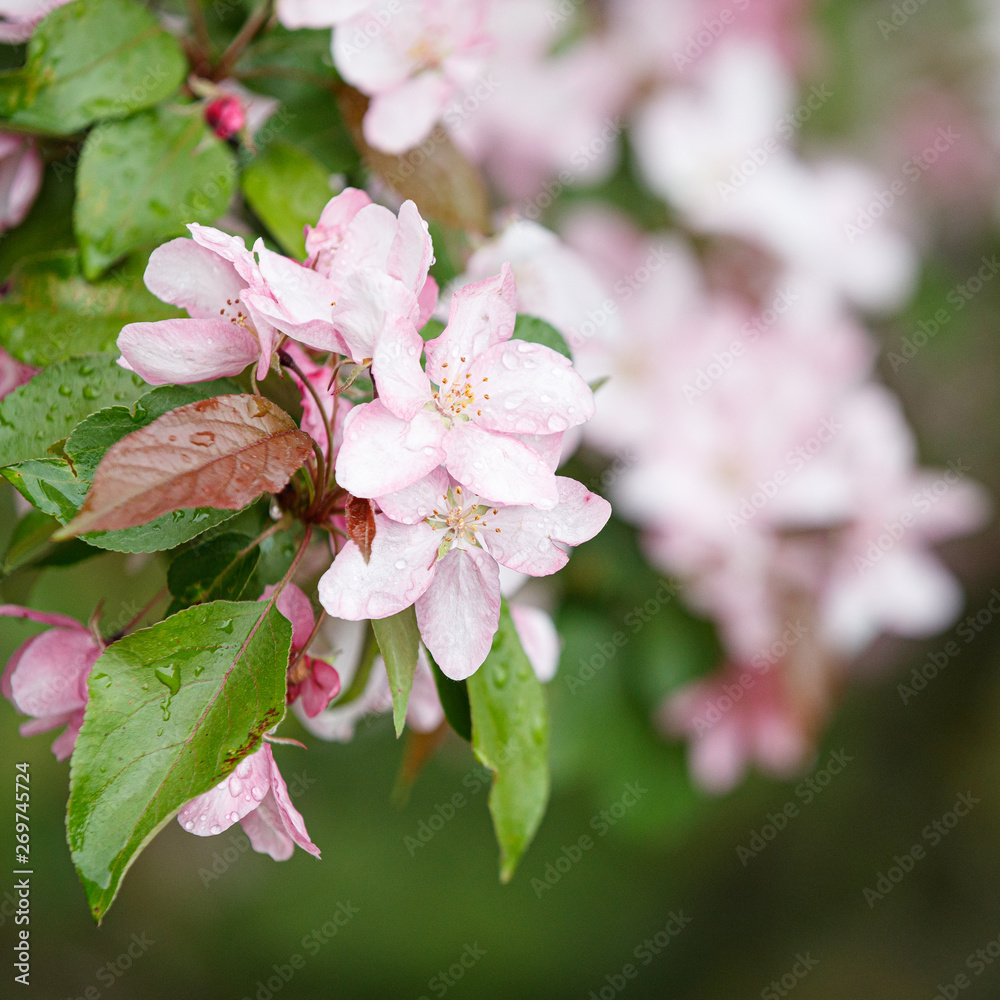 Closeup of blooming branches of an apple tree in a park. A branch of pink flowers of an apple tree on a flowering tree. Allergy season. Spring concept Closeup of blooming branches of an apple tree in a park. A branch of pink flowers of an apple tree on a flowering tree. Allergy season. Spring concept