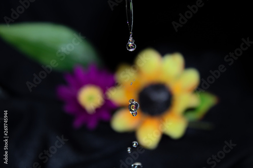Close up of water drops falling in front of a flower and a refraction of the flower in the drops