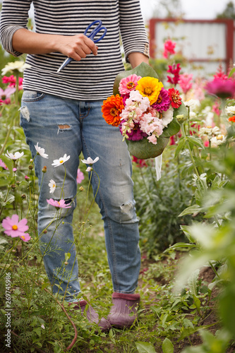 A beautiful bouquet of freshly cut Dahlia flowed common zinnia and Snapdragon flowers, in the hands of a young woman against the backdrop of a blooming garden. Gardening. Rural life