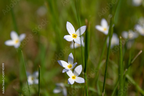Close up of small white flowers in the spring