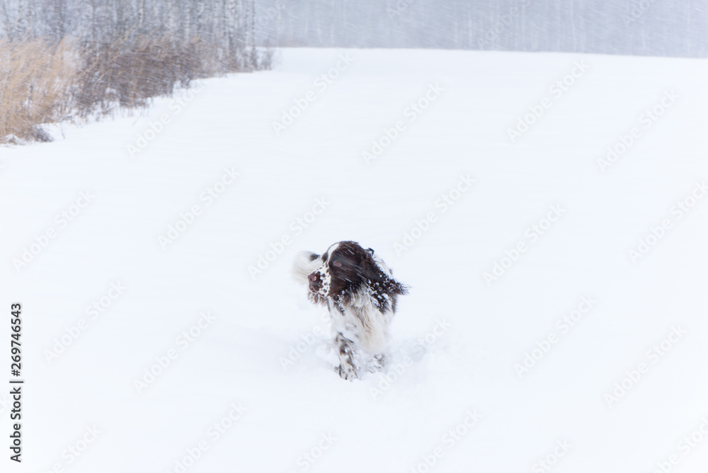 A hunting dog breed English Springer Spaniel in the winter in running walks in the snow with the wind.