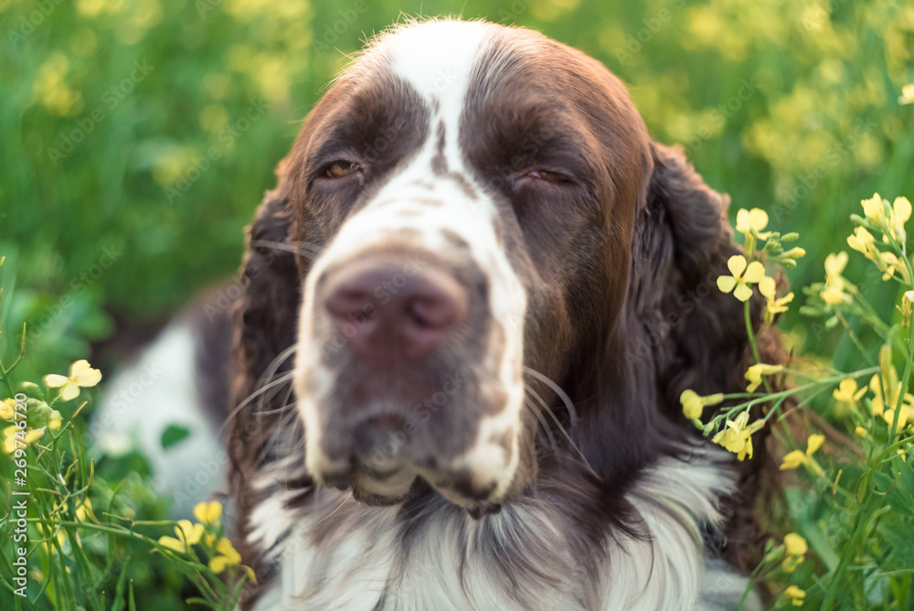 Muzzle dog, close-up. Dog breed English Springer Spaniel walking in summer wild flowers field in nature outdoors on evening sunlight Muzzle dog, close-up. Dog breed English Springer Spaniel walking in summer wild flowers field in nature outdoors on evening sunlight