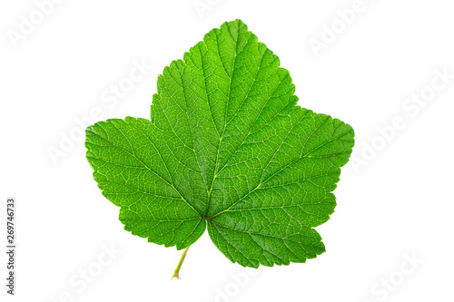 Currant leaf isolated on white background.