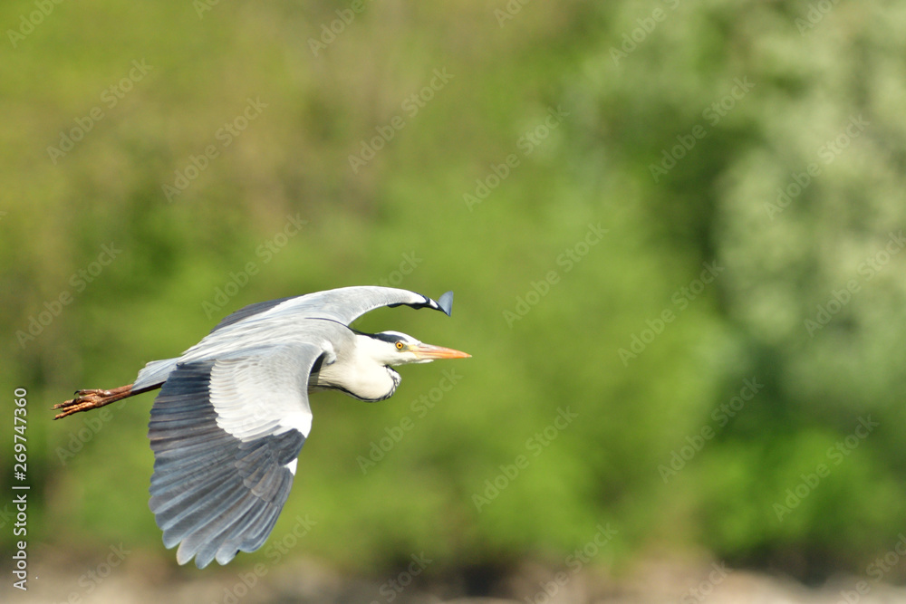 heron flying over pond detail with wings and beak heron flying over pond detail with wings and beak