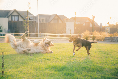 Golden Retriever