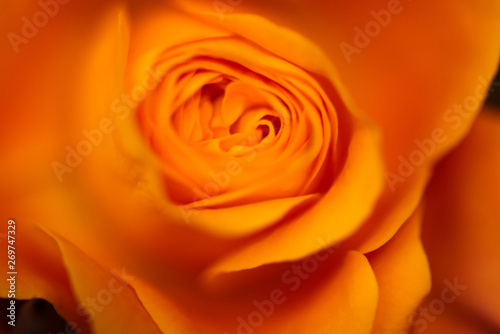 Beautiful delicate roses flowers clouseup picture. Macro  soft selective focus photo. Floral vintag toned background