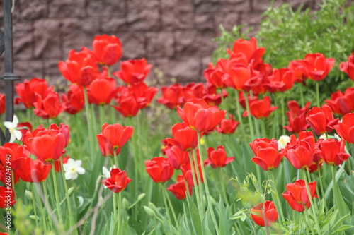 blooming red tulips in the garden