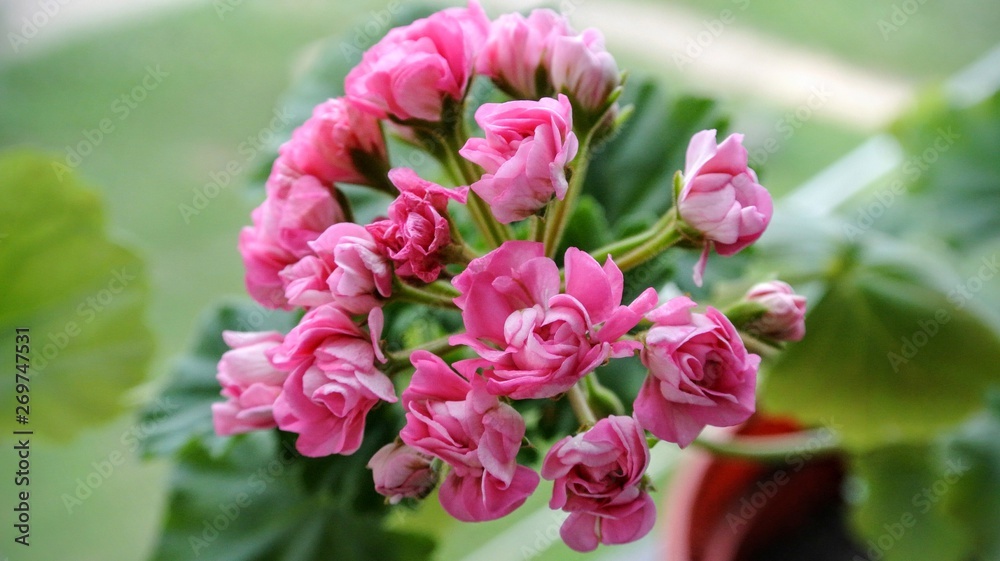 pelargonium, flower, pink, nature, rose, flowers, plant, green, blossom, beauty, red, bloom, beautiful, flora, floral, leaf, summer, petal, bouquet, color pelargonium, flower, pink, nature, rose, flowers, plant, green, blossom, beauty, red, bloom, beautiful, flora, floral, leaf, summer, petal, bouquet, color
