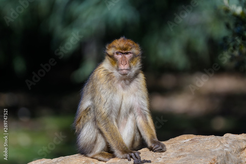 Barbary Macaque Monkeys in the Mid Atlas Mountains of MOrocco © Torval Mork