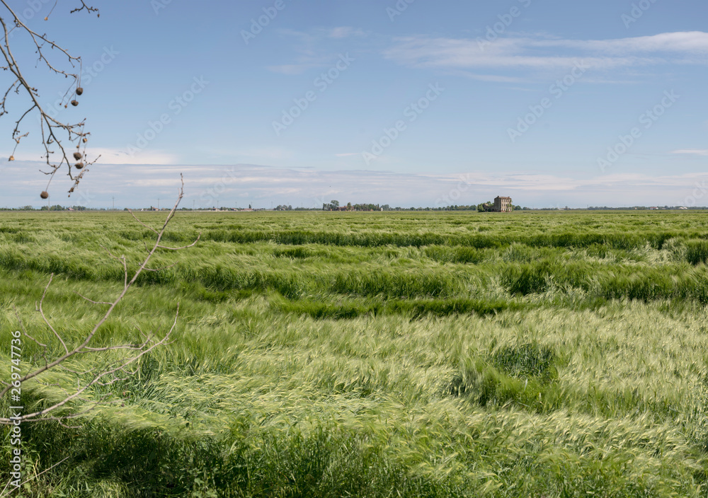 wide landscape with green corn spikes fidgeted in waves by wind in the plains near Portogruaro, Italy